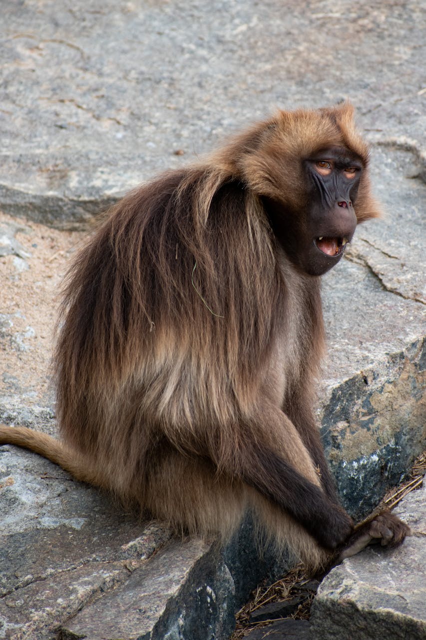 Simien Mountains Ethiopia